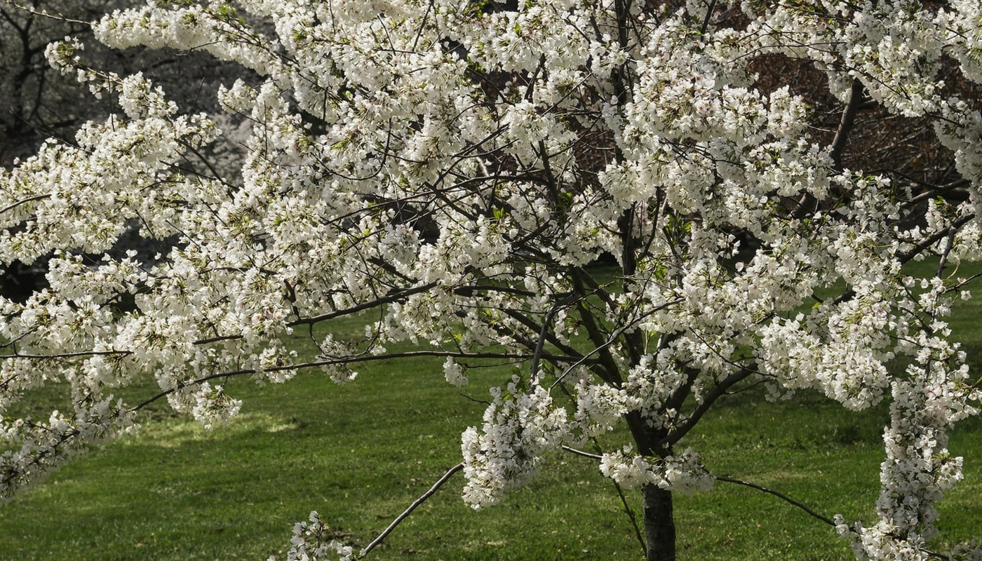 The cherry tree, an easy-to-grow fruit tree