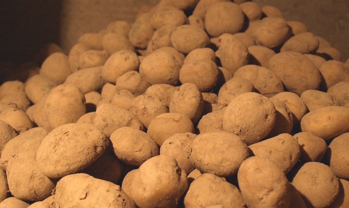 Pommes de terre conservées en cave