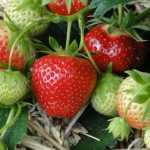 Cultiver les fraisiers
