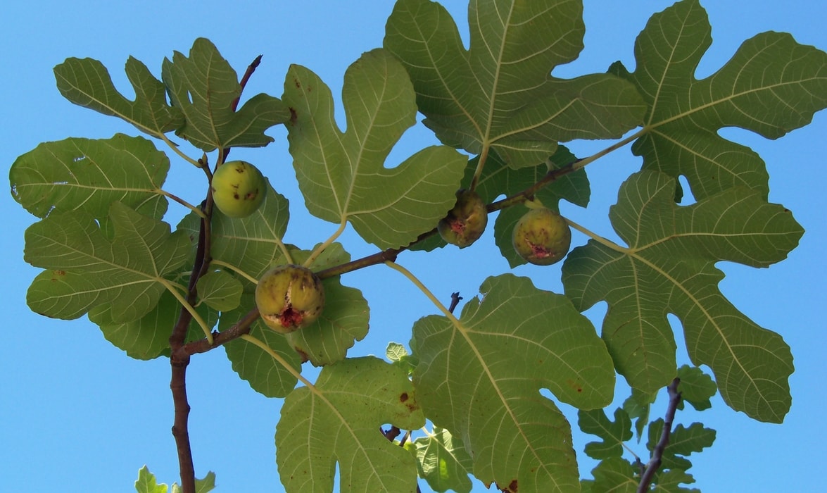 figuier - feuilles et fruits