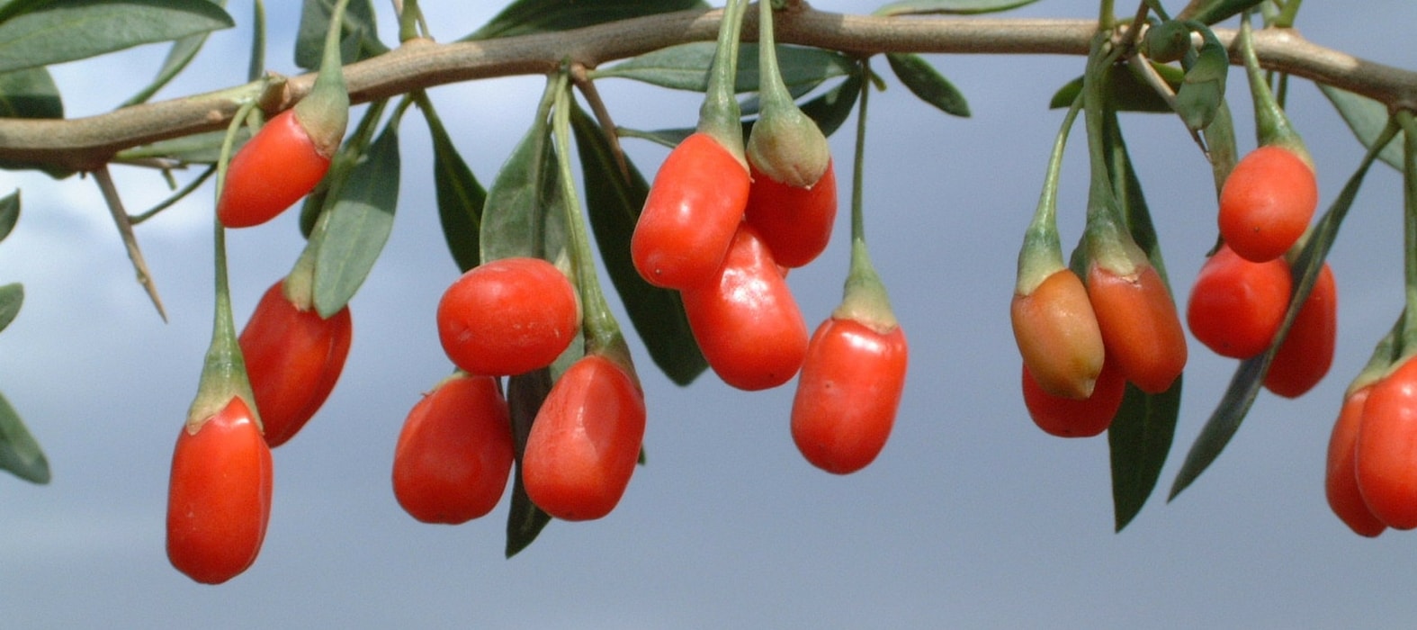 Culture, récolte et séchage des baies de Goji