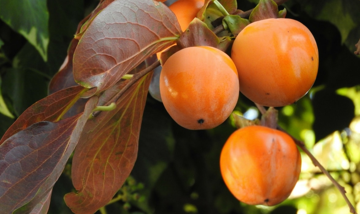 planter un plaqueminier
