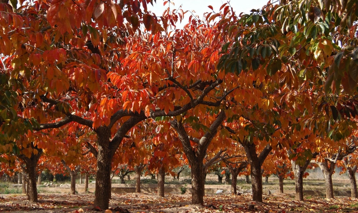 planter un plaqueminier