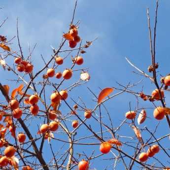 Kaki ou Plaqueminier : plantation, taille et entretien