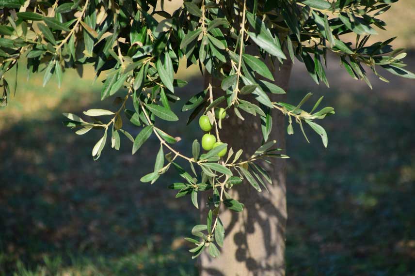 olivier - planter