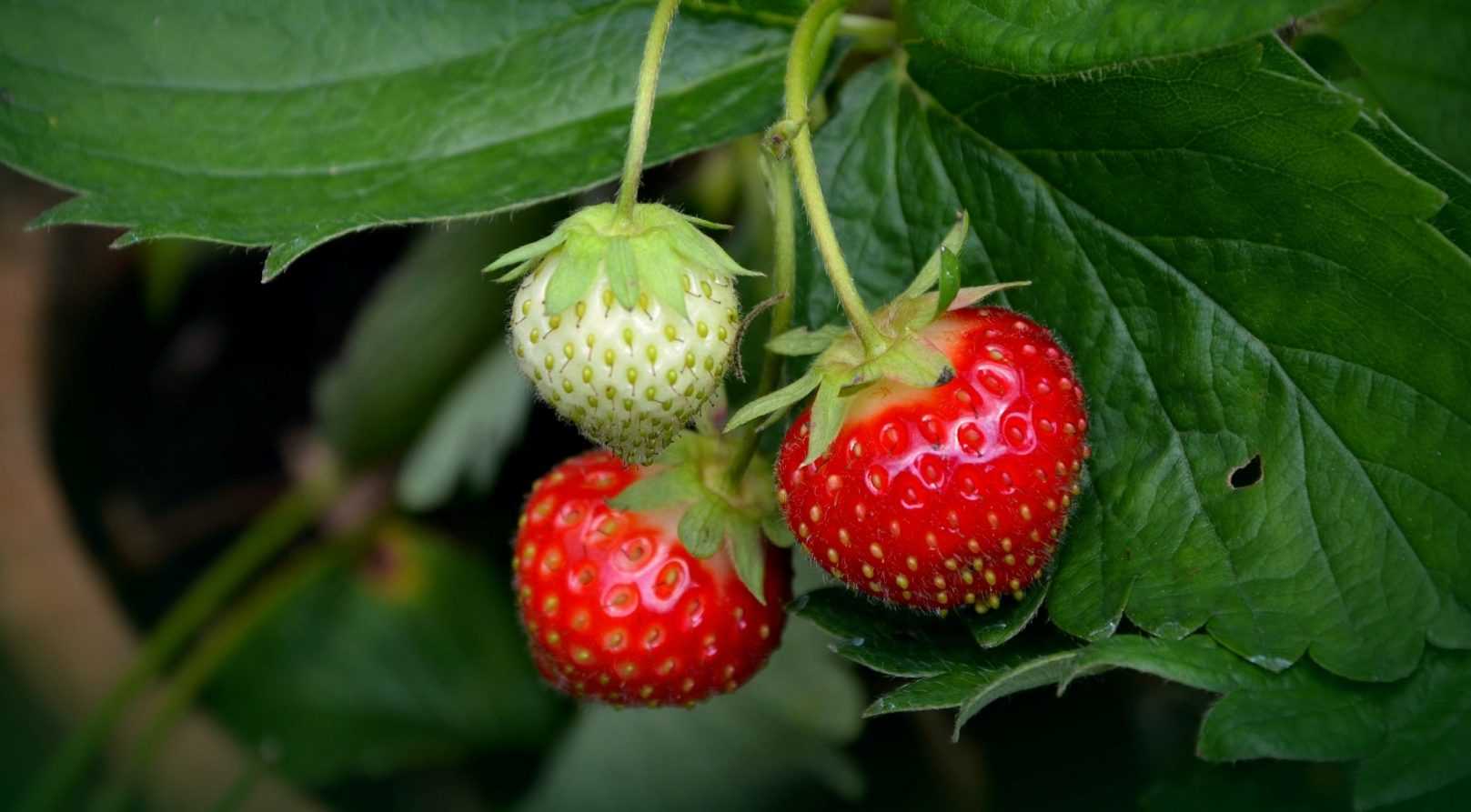 Planter des fraisiers en racines nues nos conseils — free download