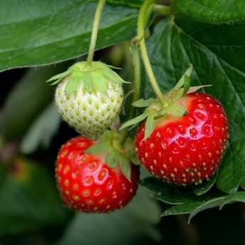 Planter des fraisiers en racines nues