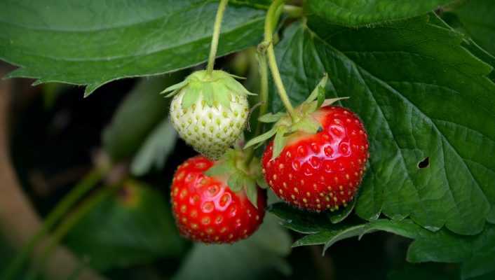 Planter des fraisiers en racines nues