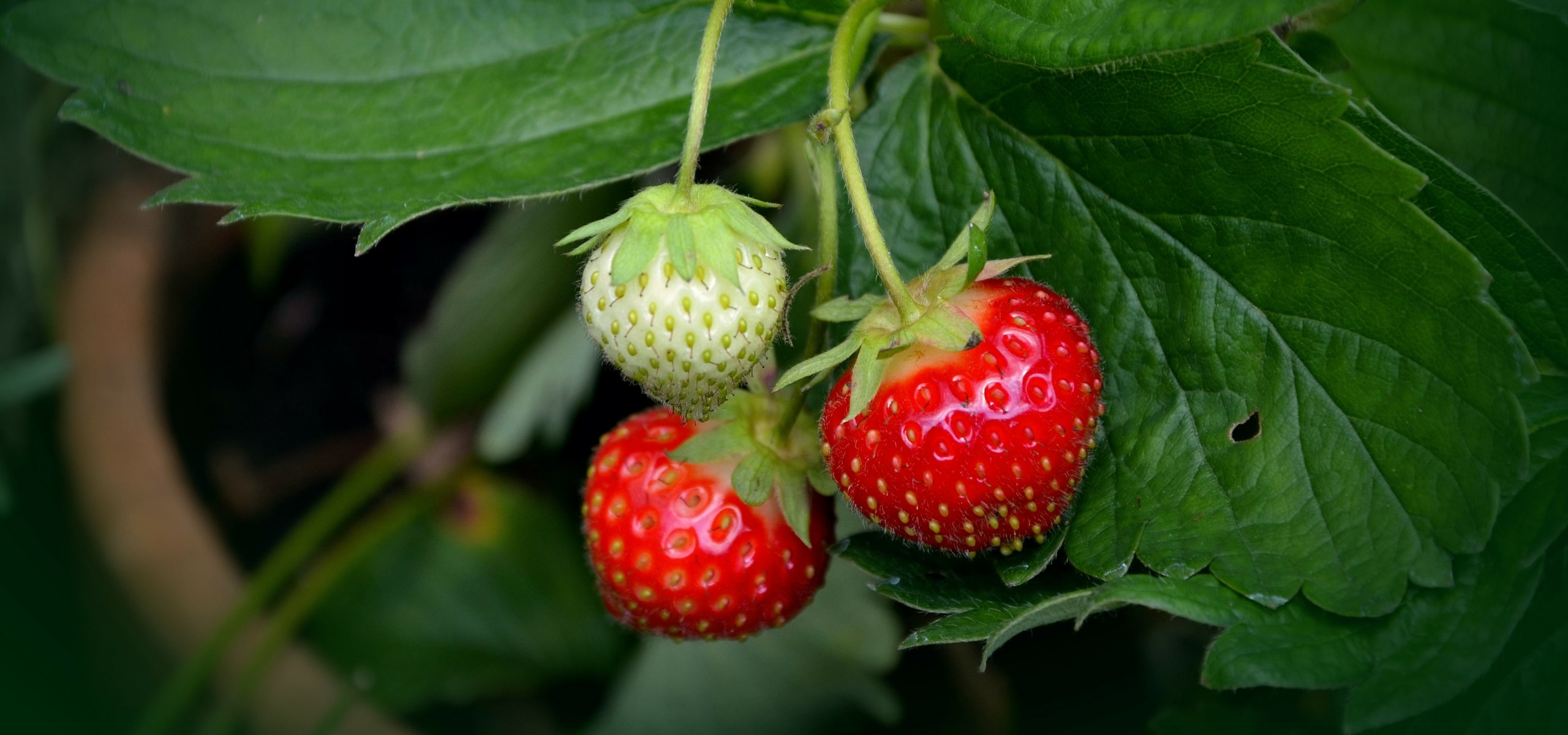 Planter des fraisiers en racines nues