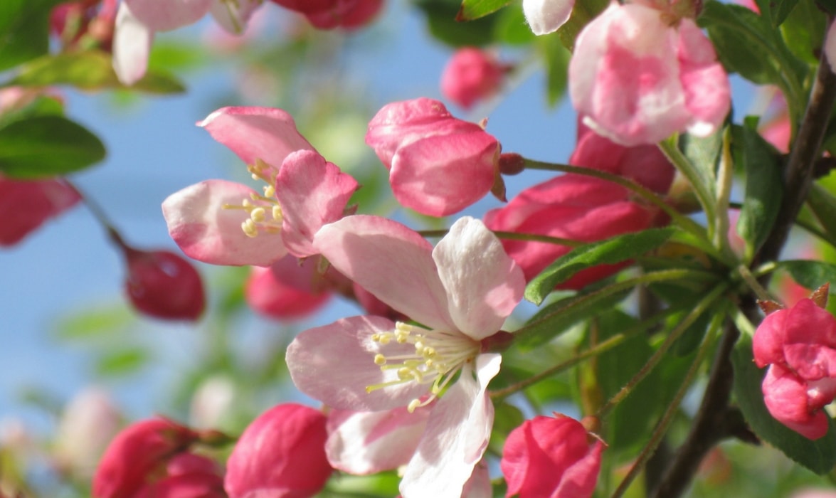 The flowering of the apple tree is very ornamental