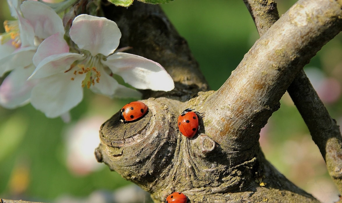 coccinelles contre les pucerons du pommier