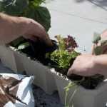 Le potager au balcon