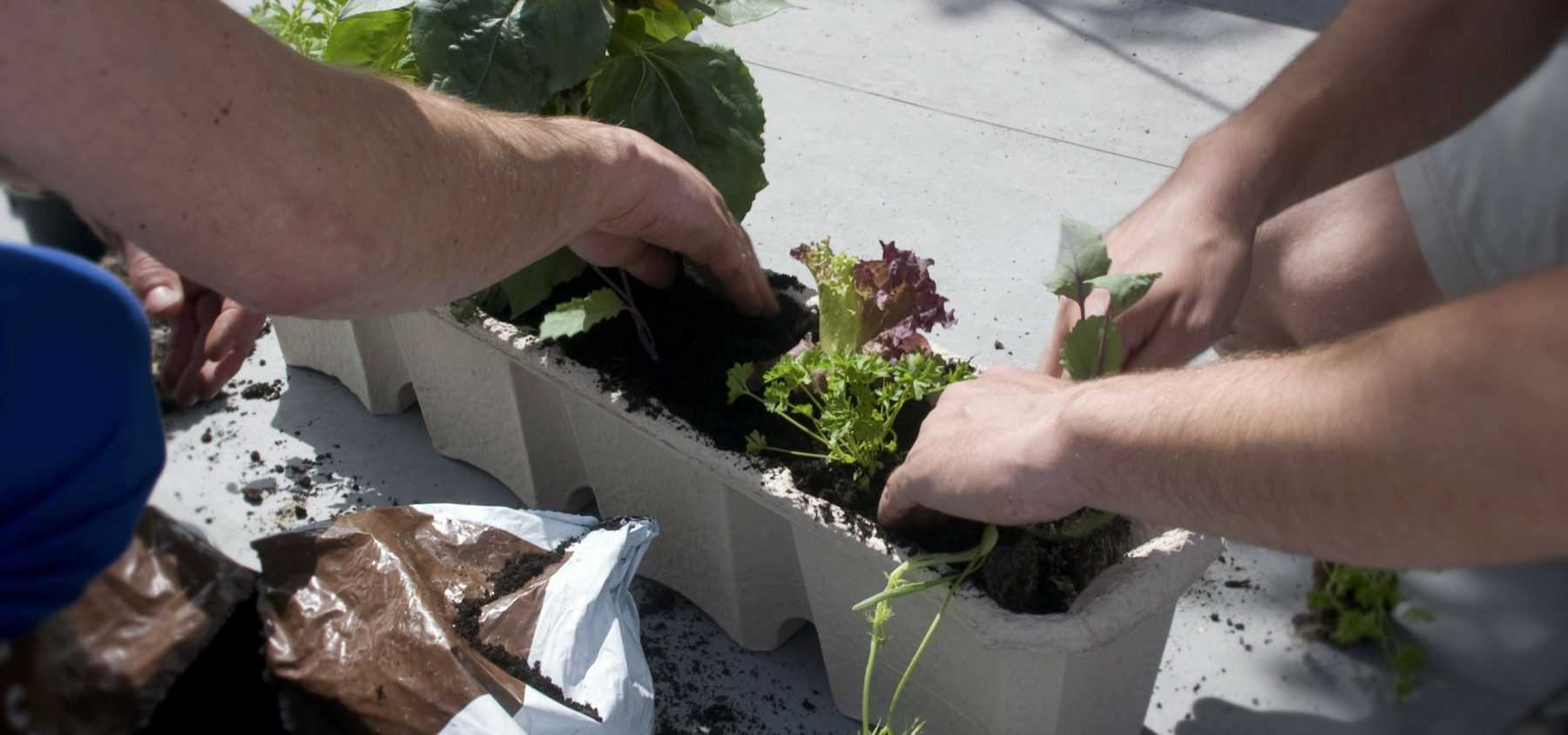 Le potager au balcon