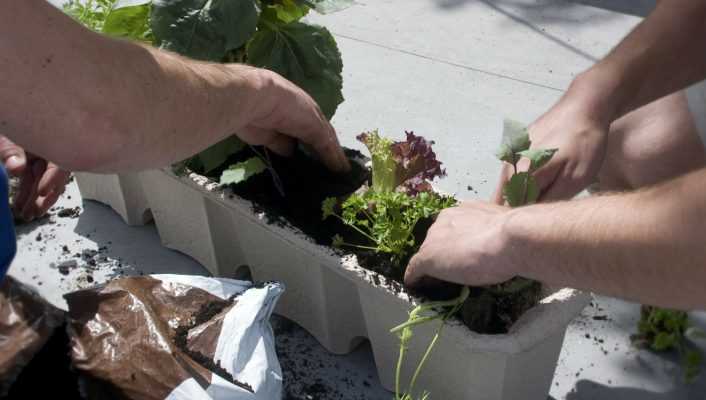 Le potager au balcon