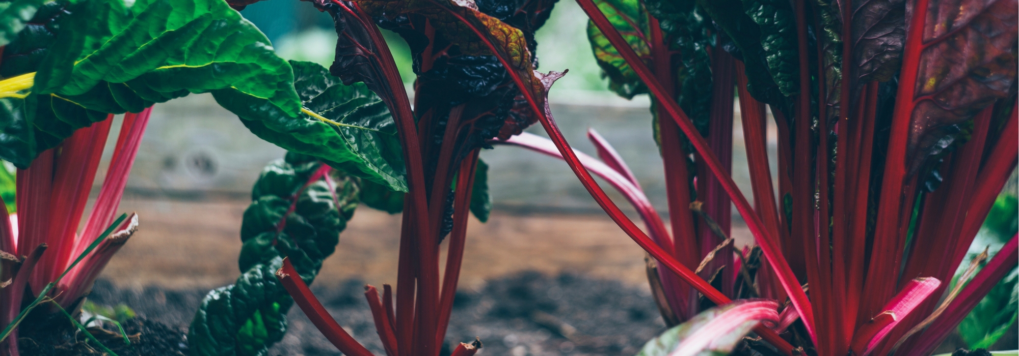 Potager à l'ombre