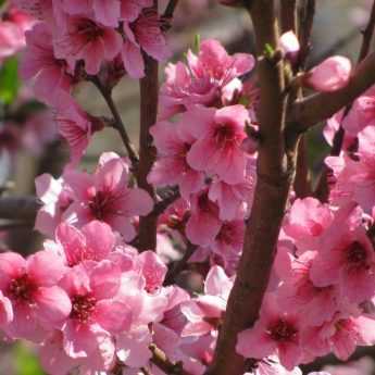 La pollinisation des arbres fruitiers