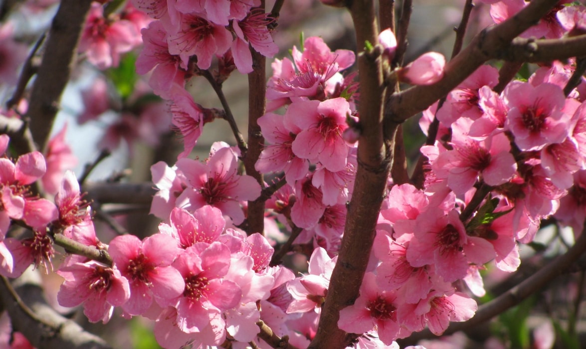 pêcher en fleurs