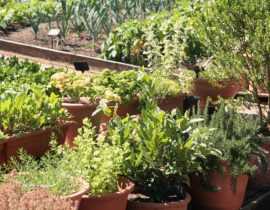 Aromatiques : 5 bonnes façons de les intégrer au jardin
