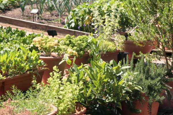 Aromatiques : 5 bonnes façons de les intégrer au jardin