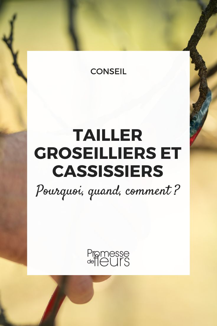 tailler groseillier cassissier