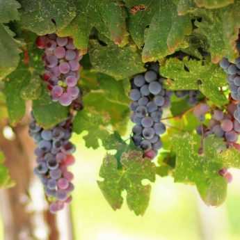 Vigne : plantation, taille et entretien