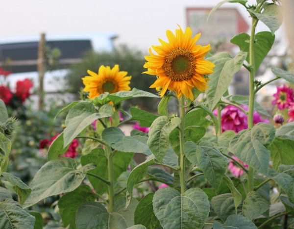 Des graines de choix pour un potager généreux - Fleurs & Plantes