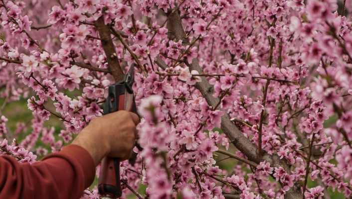 Arbres fruitiers : la taille de formation d'un scion