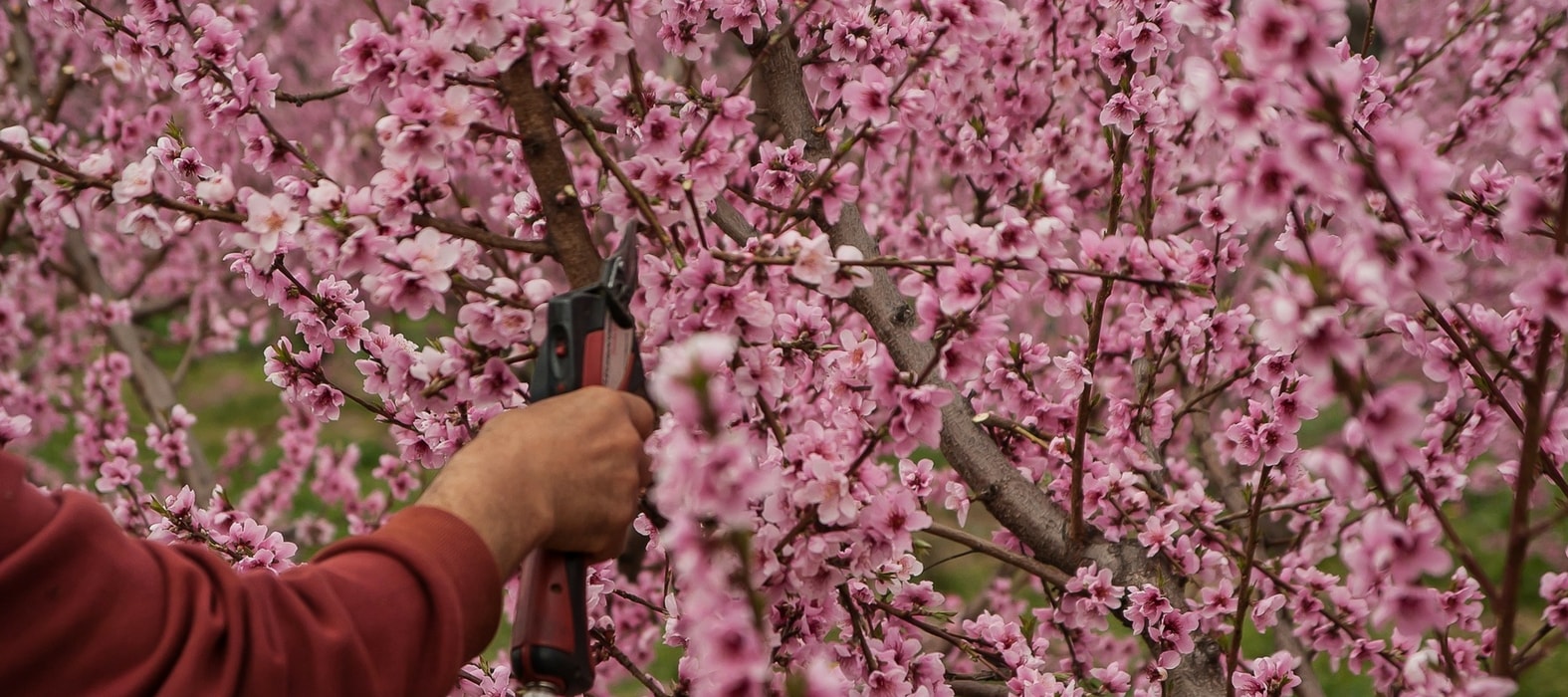 Arbres fruitiers : la taille de formation d'un scion