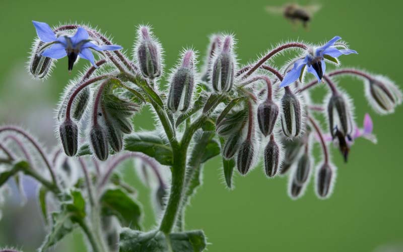 fleurs de bourrache