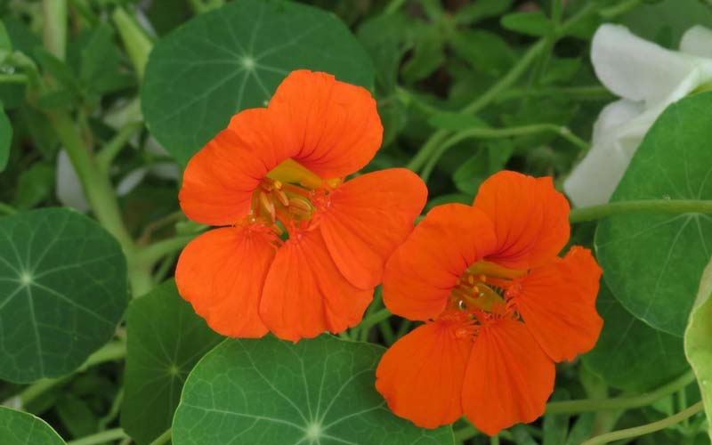 Capucine - une fleur idéale au potager