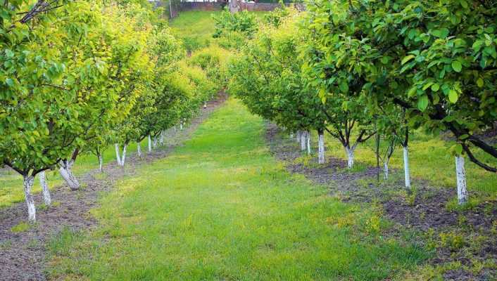 Le chaulage des arbres fruitiers