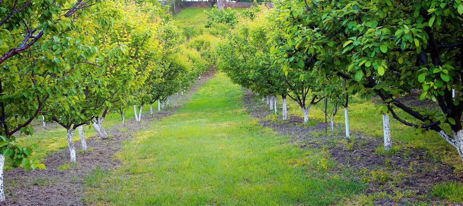 Le chaulage des arbres fruitiers