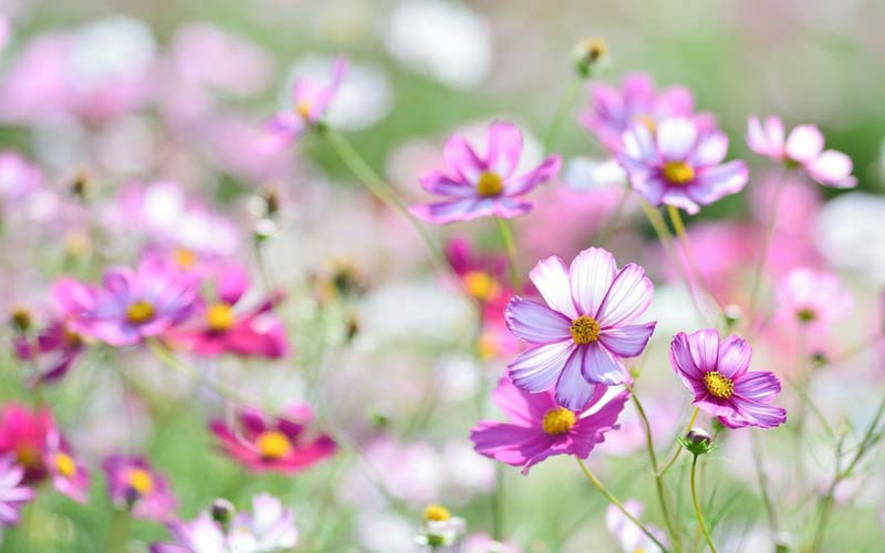 Le cosmos, une fleur facile, idéale au potager