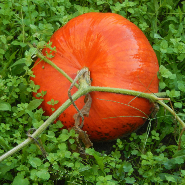 La courge peut encore être semée en juin