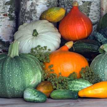 Semer et cultiver courges, courgettes, potirons et autres citrouilles : c'est simple et c'est maintenant !