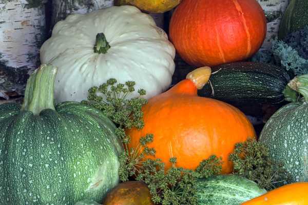 Semer et cultiver courges, courgettes, potirons et autres citrouilles : c'est simple et c'est maintenant !