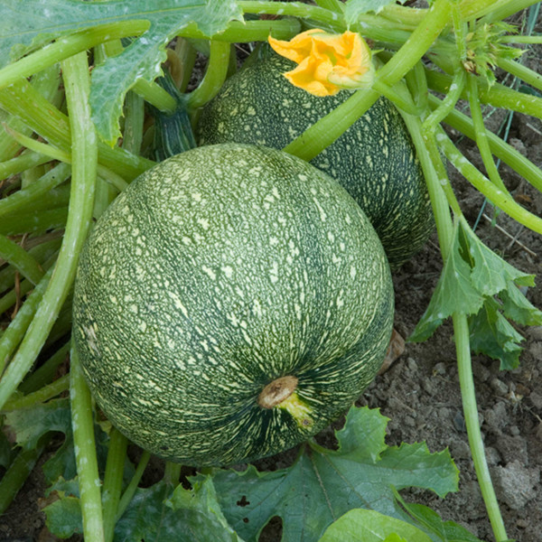 Courgette ronde