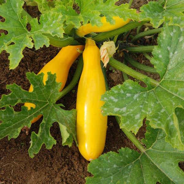 courgette à peau jaune