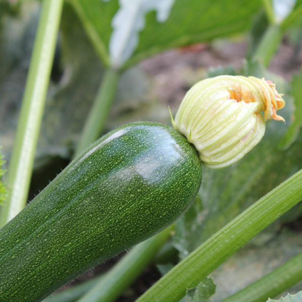 Courgette longue verte