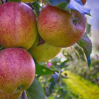 Créer un verger : bien choisir ses arbres fruitiers