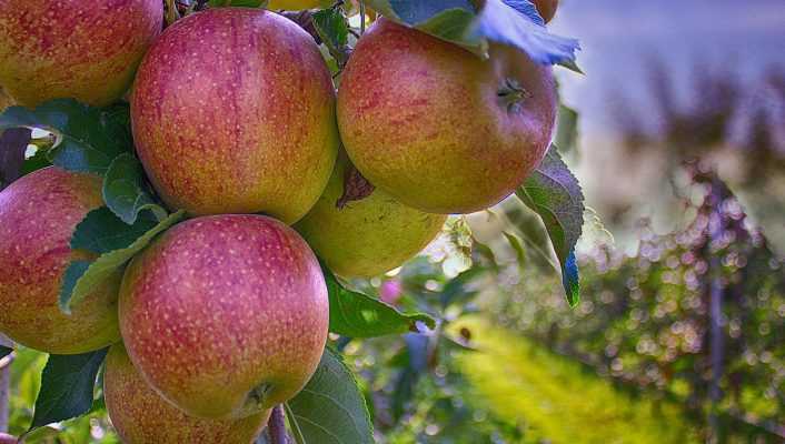 Créer un verger : bien choisir ses arbres fruitiers