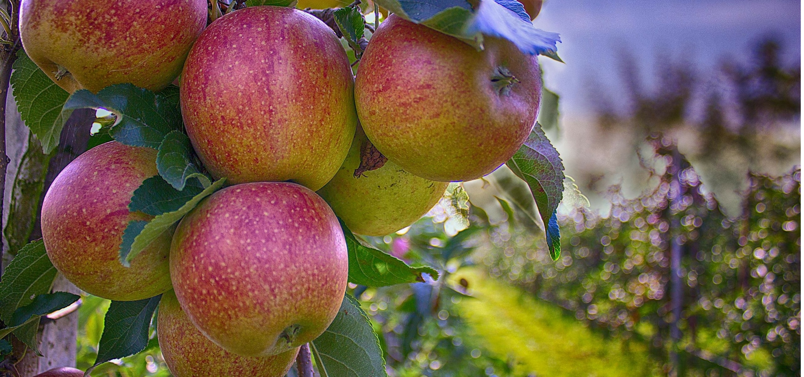 Créer un verger : bien choisir ses arbres fruitiers