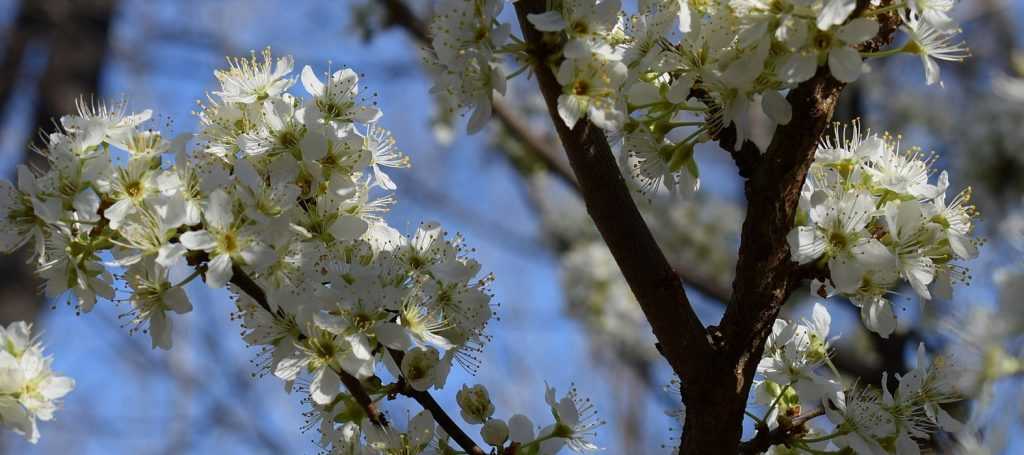 Entretien et taille des arbres fruitiers haute tige