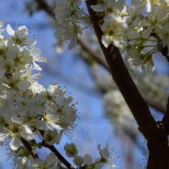 Entretien et taille des arbres fruitiers haute tige