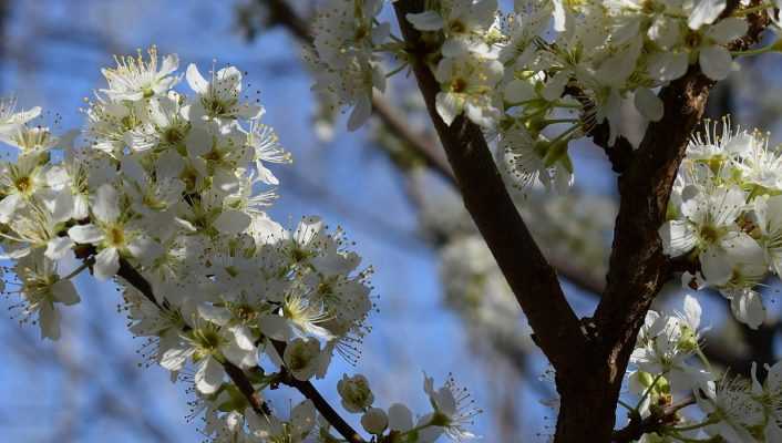 Entretien et taille des arbres fruitiers haute tige