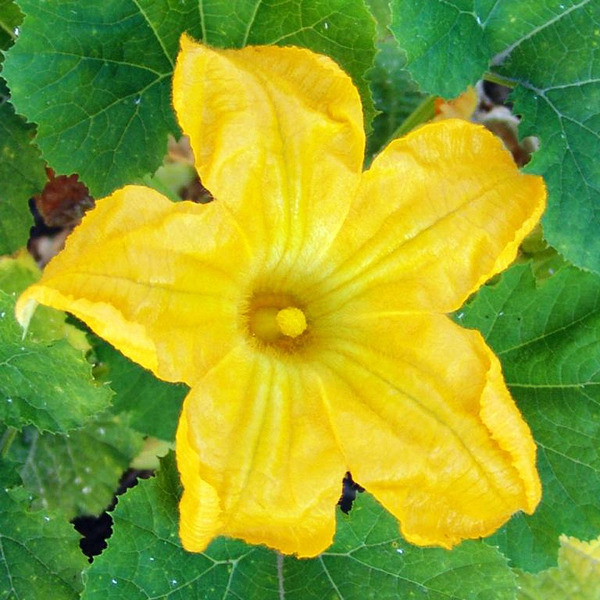 la fleur de courgette est comestible