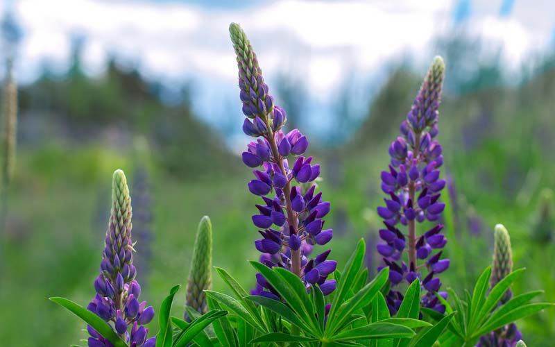 Le lupin, une vivace à essayer à bordure de potager