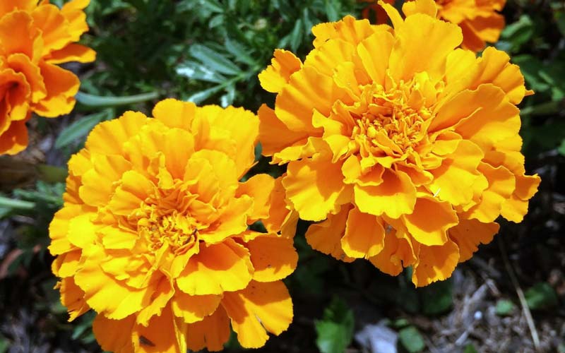 Oeillet d'Inde ou tagète - une fleur à planter au pied des tomates