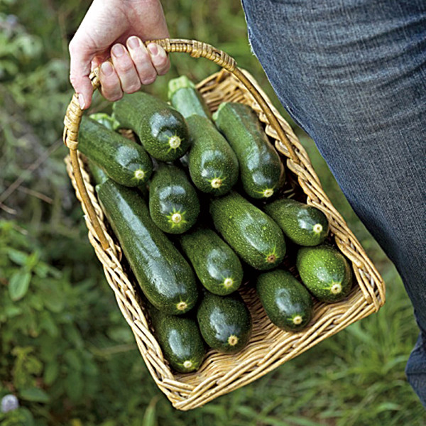 Très poductives, les courgettes offrent d'abondantes récoltes