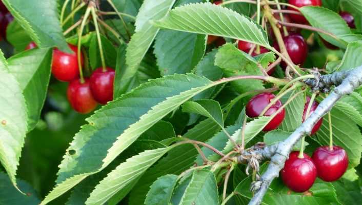 Fruitiers : protéger ses récoltes des oiseaux